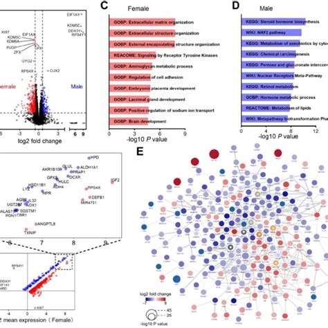 Functional Enrichment Analysis Of Degs Between Male And Female