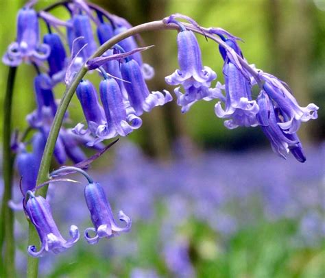 English Bluebells Woodland Bulbs