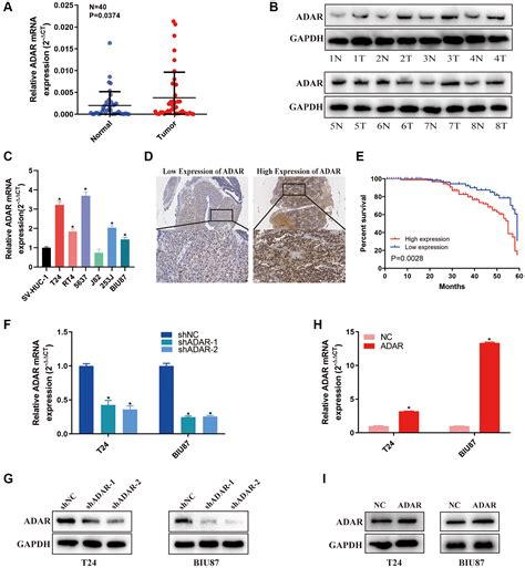 Clinical Significance Tumor Immune Landscape And Immunotherapy