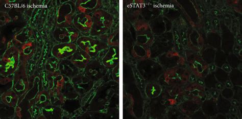 Representative images of HO-1 immunostaining (red; actin = green) in ... 