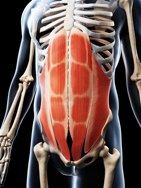 Abdominal Muscles Involved in Cardiopulmonary Pathology in Subjects ...