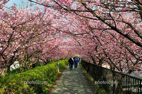 河津桜のトンネル 写真素材 730629 フォトライブラリー Photolibrary