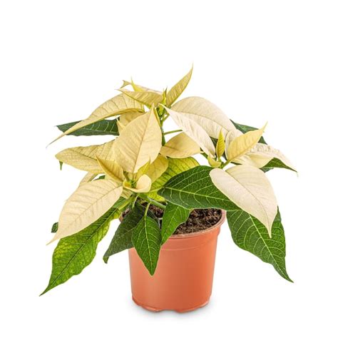 Premium Photo | White poinsettia plant