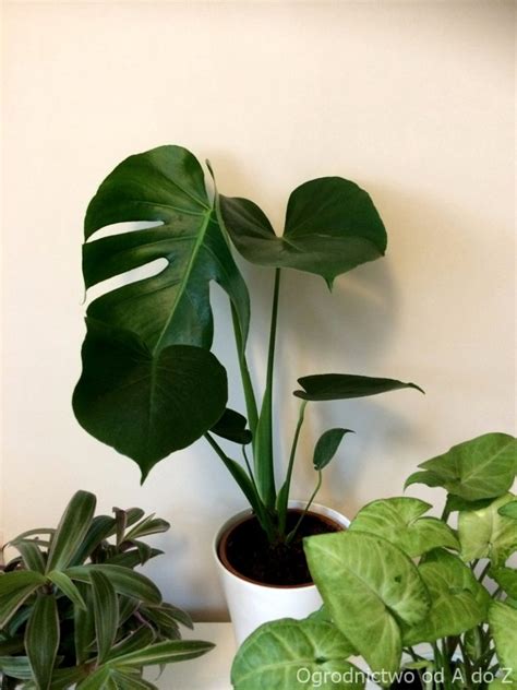 Monstera Dziurawa Monstera Deliciosa Uprawa I Piel Gnacja