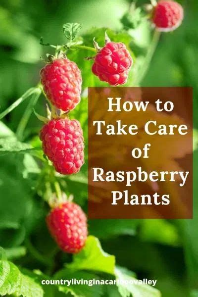 How To Maintain A Raspberry Patch How To Prune Raspberry Plants Raspberry Plants Growing