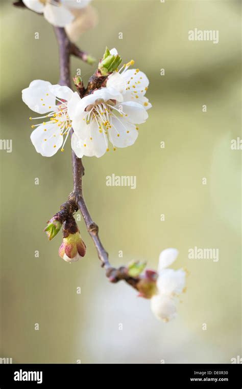 Branch With Apricot Blossoms Prunus Armeniaca Hi Res Stock Photography