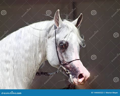 Beautiful White Egyptian Arabian Horse Stock Image Image Of Curiosity