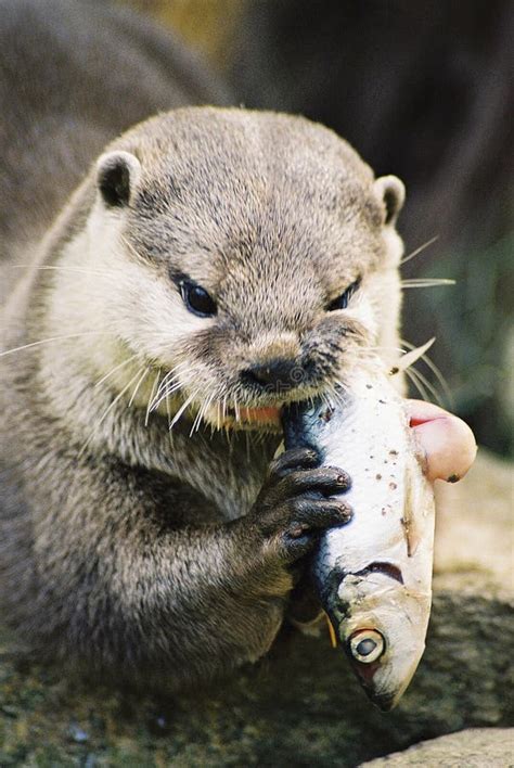 Otter Eating A Fish Stock Photos - Image: 1799573