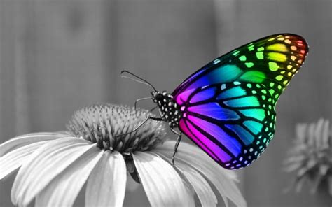 Rainbow Butterfly Wallpaper Hd - 1333x1000 Wallpaper - teahub.io