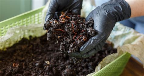 How To Store Worm Castings An Ideal Solution