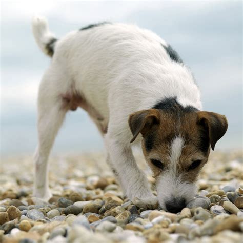 Paws, Rocks, And Sanity: 3 Ways To Save Your Dog (And Yourself)