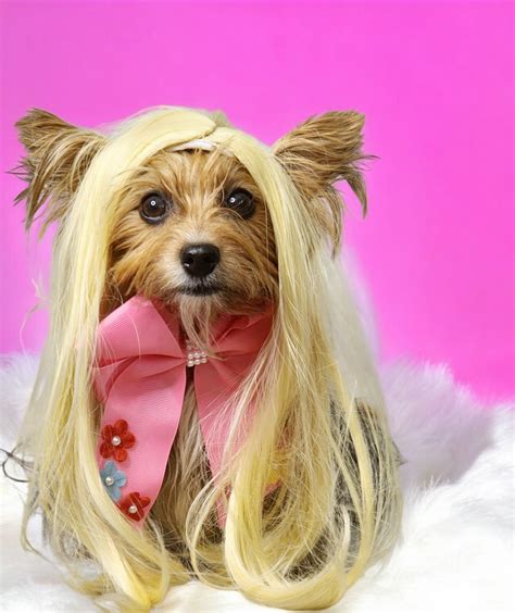 Cute Pet Wig /wig for Dog or Cat / Halloween Dog Wig / Costume Dog Wig