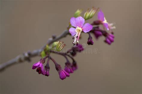 Purple plum blossoms stock image. Image of plum, spring - 173287909