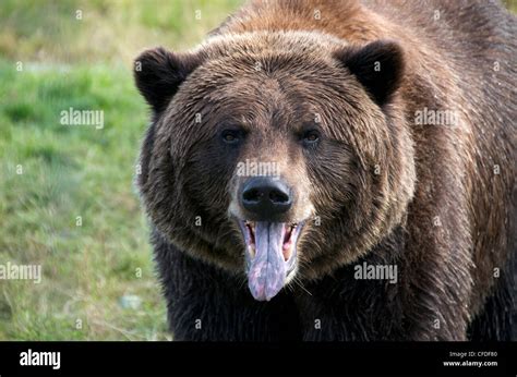 Close-up Grizzly Bear face looking viewer Stock Photo - Alamy