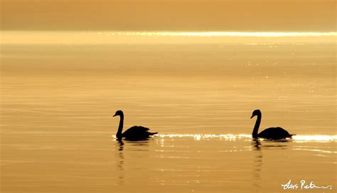 Mute Swan Swans And Geese Swedish Birds Gallery My World Of