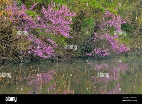 American Redbud Trees Hi Res Stock Photography And Images Alamy