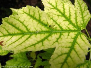 Chlorose définition et explications