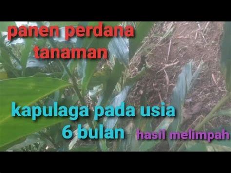 Panen Perdana Kapulaga Umur 6bulan Dari Masa Tanam Pertanian YouTube