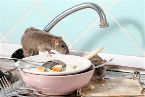 Foto Perhatikan Dan Waspadai Ini Tanda Ada Tikus Di Dapur