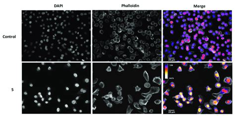 Viability Of A549 Cells Exposed To The Molecules At 200 µm A And 100