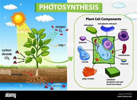 Diagram showing process of photosynthesis in plant illustration Stock ...