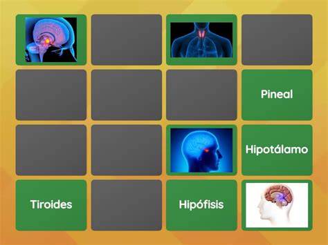 El Sistema Endocrino Matching Pairs