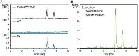 A Extracted Ion Chromatograms Mz 152 From The Lc Ms Analysis Of Download Scientific Diagram