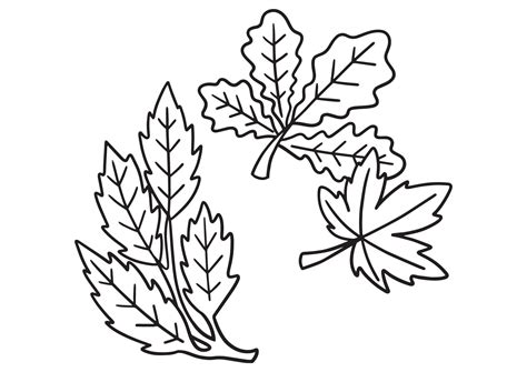 Autumn leaf colouring pages (printable & free) | Kokoprint.com