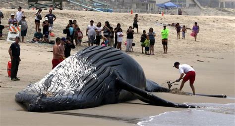 Une baleine échouée sur une plage secourue 24 heures