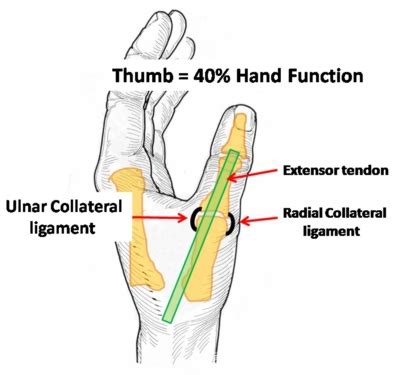 Ligaments Of The Thumb Wikism Sports Medicine Wiki