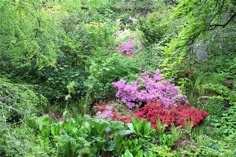 River of Flowers Photograph by Alternative Perspectives - Fine Art America