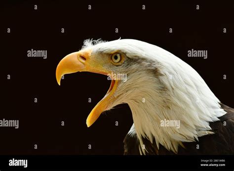 North America bald eagle Stock Photo - Alamy