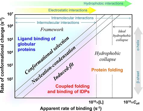 Apparent dependence of the folding and binding mechanisms of globular ... 