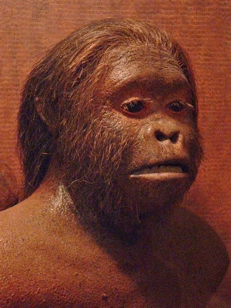 Australopithecus africanus - Taung Child Reconstruction