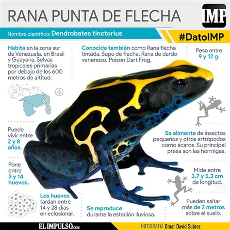 DatoIMP La rana punta de flecha es una de las más grandes y venenosas