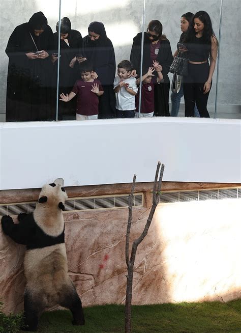 Doha S First Panda House Opens To The Public CGTN