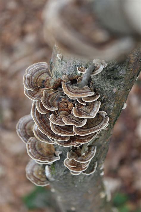 Champignon Aboyer Des Arbres Photo Gratuite Sur Pixabay Pixabay