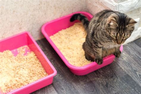 Como Treinar Seu Gato A Usar A Caixa De Areia