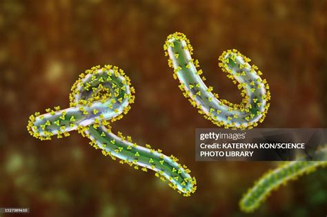 Marburg Viruses Illustration High Res Vector Graphic Getty Images