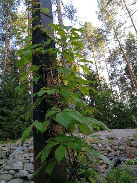 Imuk Rhivilliviini Parthenocissus Quinquefolia Var Engelmannii