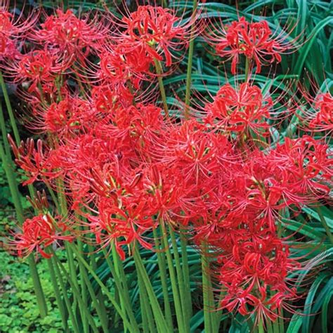 Shop Red Spider Lily Bulbs Lycoris Radiata K Van Bourgondien