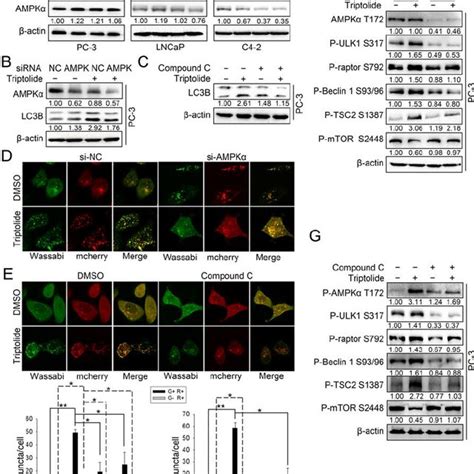 Triptolide Induces Autophagic Flux In Pca Cells A And B Pc