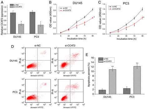 Effect Of CCAT2 On PCa Cell Proliferation And Cell Apoptosis A MRNA