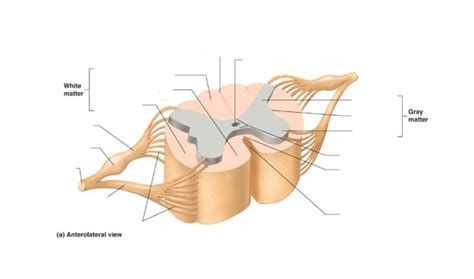 Spinal Cord Anterolateral View Diagram Quizlet