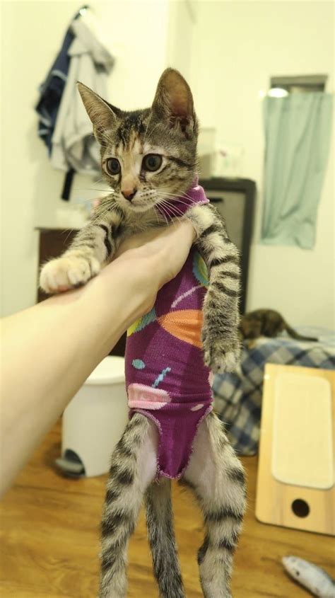 Kitten Sock Onesie Diy Craft For Your Furbabies After Spayneuter Day