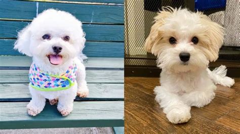 Maltichon | 12 Amazing Things About Bichon Maltese Mix Dogs