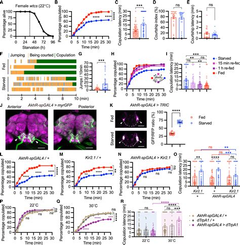 A Neural Pathway Underlying Hunger Modulation Of Sexual Receptivity In Drosophila Females Cell