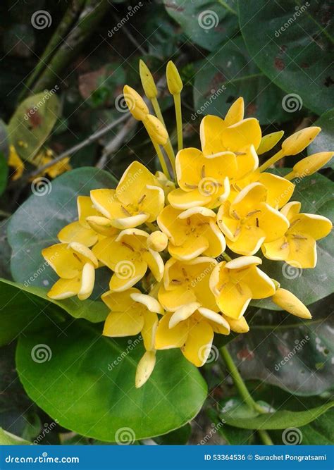 Yellow Ixora Flower Stock Photo Image Of Yellow Flower 53364536