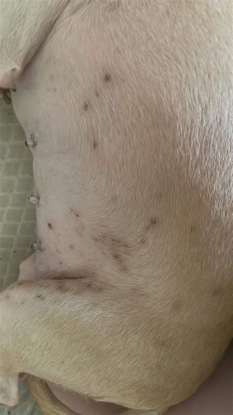 brown scabs on my dog’s belly : r/vet