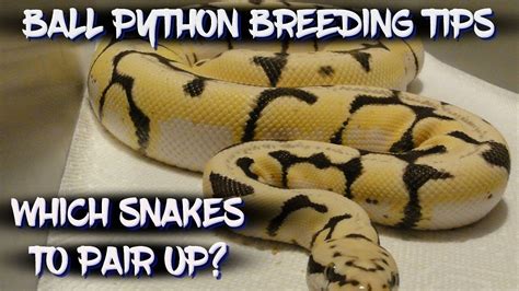 Ball Python Breeding Tips Which Snakes To Pair Up Youtube